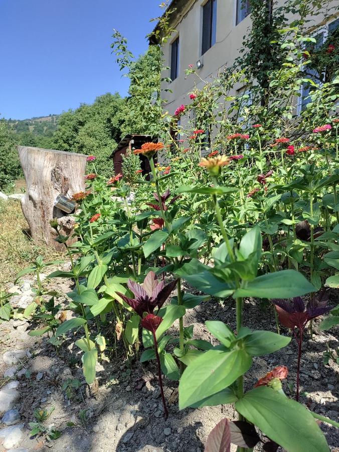 Village House メスティア エクステリア 写真